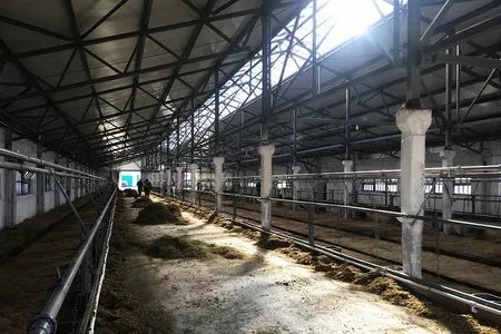 Реконструкция 2-х коровников на 200 голов привязного содержания р-ром 21х78 м